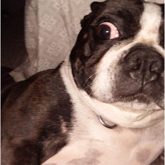 Meet My Shipping Department - Picture 3 of 6